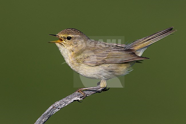 Zingende Tjiftjaf, Common Chiffchaff singing stock-image by Agami/Daniele Occhiato,