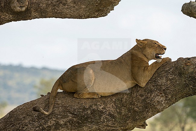 A lioness, Panthera leo, resting in a sausage tree, Kigalia africana. Seronera, Serengeti National Park, Tanzania stock-image by Agami/Sergio Pitamitz,