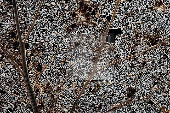 Skeleton of a tree leaf of a Poplar stock-image by Agami/Wil Leurs,