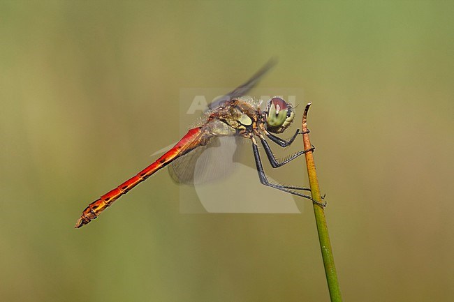 Imago Kempense heidelibel; Adult Spotted Darter stock-image by Agami/Fazal Sardar,