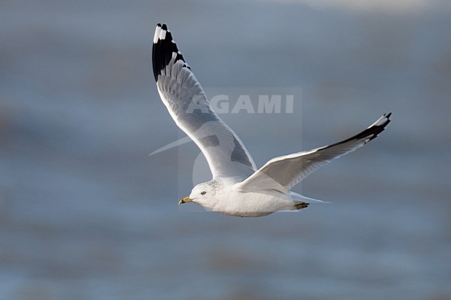 Vliegende volwassen Stormmeeuw in winterkleed; Flying adult Mew Gull in winter plumage stock-image by Agami/Arnold Meijer,