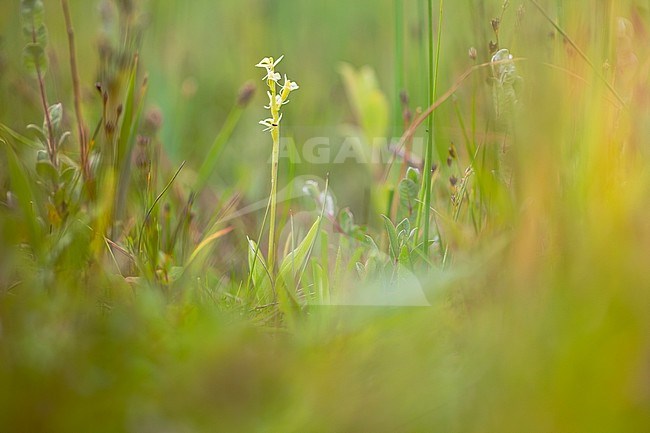 Groenknolorchis, Fen Orchid stock-image by Agami/Wil Leurs,