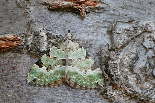 Kleine Groenbandspanner; Green carpet stock-image by Agami/Bas Haasnoot,