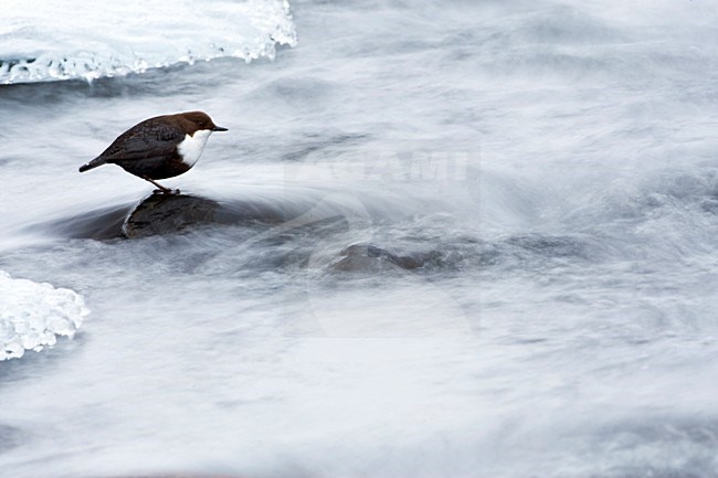 Waterspreeuw, White-throated Dipper stock-image by Agami/Marc Guyt,