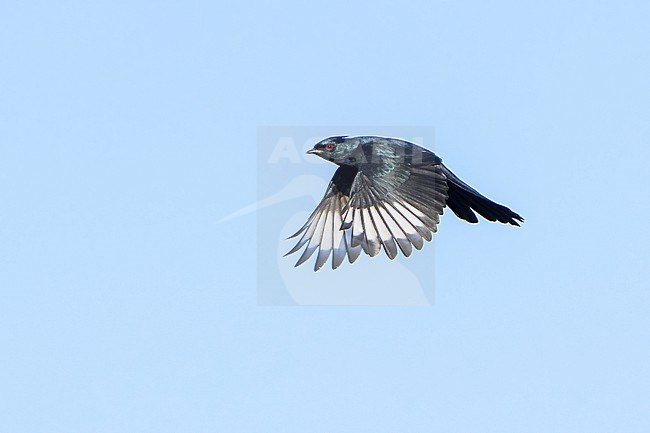 Adult male
San Diego Co., CA
January 2022 stock-image by Agami/Brian E Small,