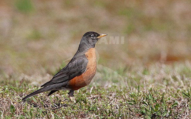 American Robin (Turdus migratorius), adult male at New Jersey, USA stock-image by Agami/Helge Sorensen,
