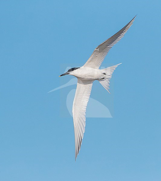 Sandwich Tern, Thalasseus sandvicensis, at the beach of Katwijk, Netherlands, during spring migration. stock-image by Agami/Marc Guyt,