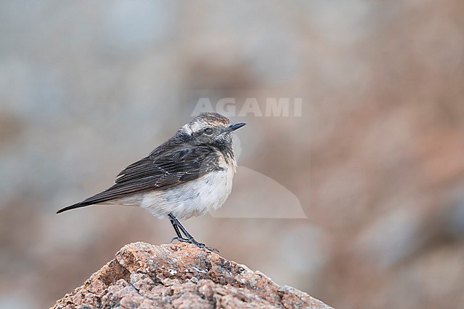 Cyprus Wheatear - Zypernsteinschmätzer - Oenanthe cypriaca, Cyprus, adult female stock-image by Agami/Ralph Martin,