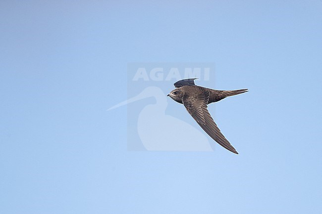 Juvenile Common Swift (Apus apus) in flight on migration at Falsterbo, Sweden. stock-image by Agami/Helge Sorensen,