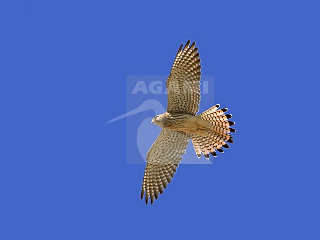 Torenvalk in vlucht; Common Kestrel in flight stock-image by Agami/Markus Varesvuo,