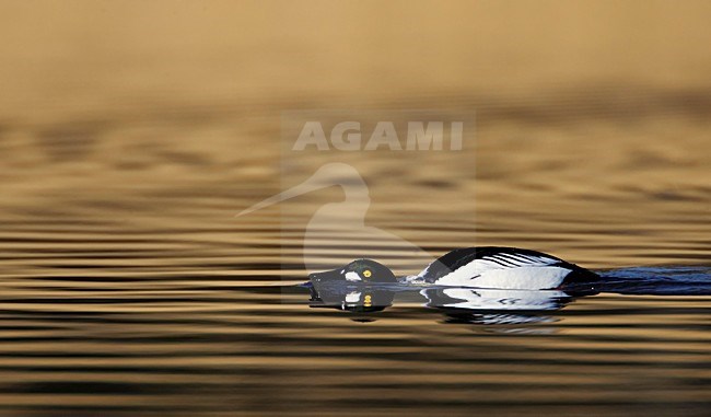 Baltsend mannetje Brilduiker; Male Common Goldeneye in display stock-image by Agami/Markus Varesvuo,