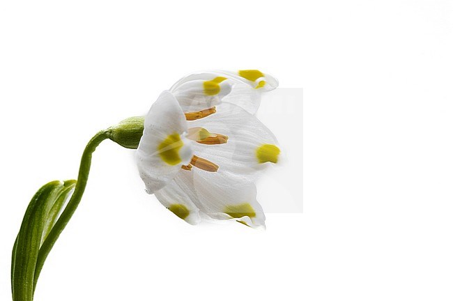 Spring Snowflake, Leucojum vernum stock-image by Agami/Wil Leurs,