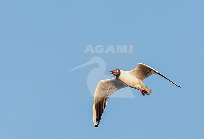 Adult Common Black-headed Gull (Chroicocephalus ridibundus) in the Netherlands. Trying to catch an insect in the air. stock-image by Agami/Marc Guyt,