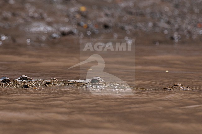 An American crocodile, Crocodylus acutus, swimming in muddy water. Costa Rica Palo Verde National Park, Costa Rica. stock-image by Agami/Sergio Pitamitz,