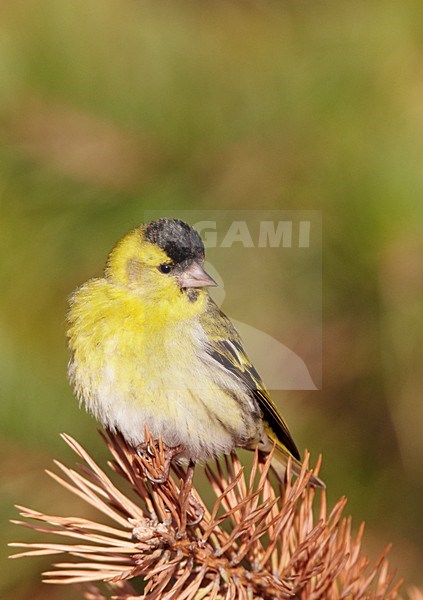 Mannetje Sijs in den; Male Eurasian Siskin in pine stock-image by Agami/Markus Varesvuo,