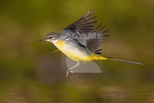 Grey Wagtail (Motacilla cinerea) in Italy. stock-image by Agami/Daniele Occhiato,