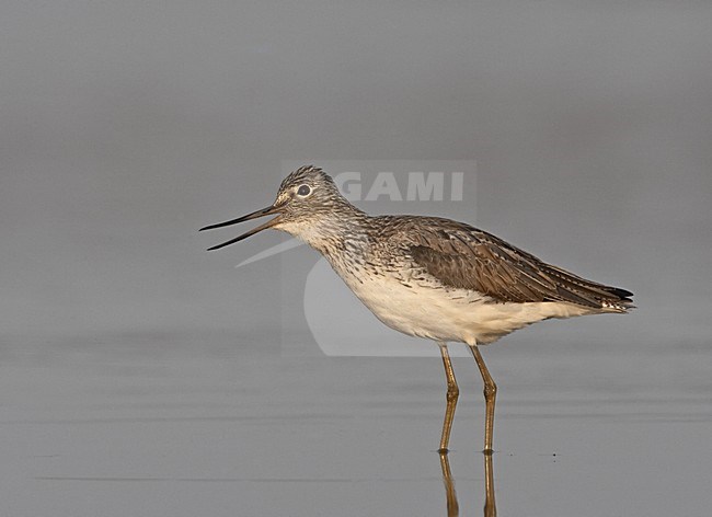 Common Greenshank standing in water, Groenpootruiter staand in water stock-image by Agami/Jari Peltomäki,