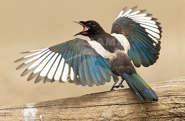 Ekster roepend; Common Magpie calling stock-image by Agami/Bence Mate,