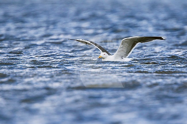 Great Black-backed Gull - Mantelmöwe - Larus marinus, Germany, adult stock-image by Agami/Ralph Martin,