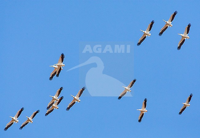 Great White Pelicans (Pelecanus onocrotalus) in flight during early summer in Donau Delta, Romania. stock-image by Agami/Marc Guyt,