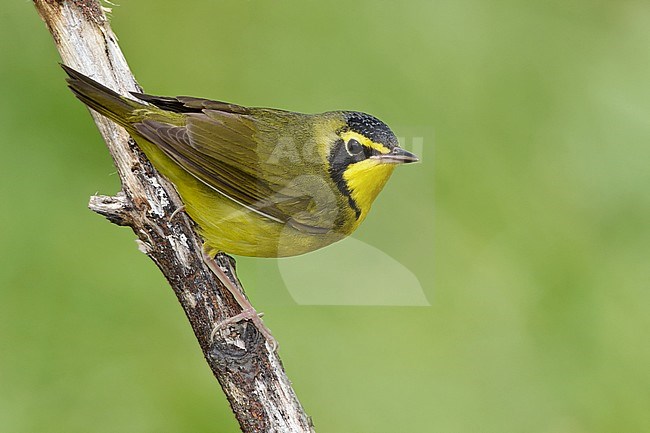 Adult male 
Galveston Co., TX 
April 2010 stock-image by Agami/Brian E Small,