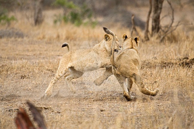 Vechtende jonge Afrikaanse Leeuwen; Fighting young African Lions stock-image by Agami/Marc Guyt,