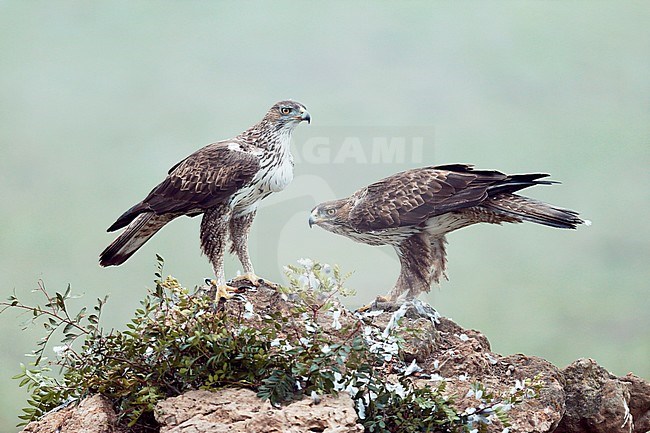 Bonelli’s Eagle (Aquila fasciata) adult male and female stock-image by Agami/Dick Forsman,