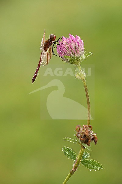 Bandheidelibel; Bandeddarter; stock-image by Agami/Walter Soestbergen,