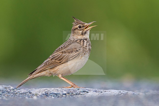 Crested Lark (Galerida cristata neumanni) singing stock-image by Agami/Daniele Occhiato,