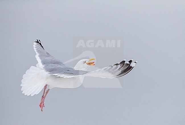 Wintering adult European Herring Gull (Larus argentatus) in Katwijk, Netherlands. Flying in snow storm, eating bread. stock-image by Agami/Marc Guyt,
