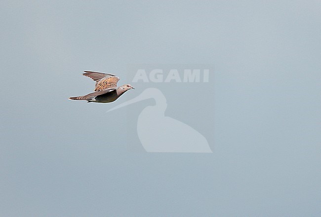 Turtle Dove (Streptopelia turtur) in flight during migration time in the Netherlands. stock-image by Agami/Ran Schols,