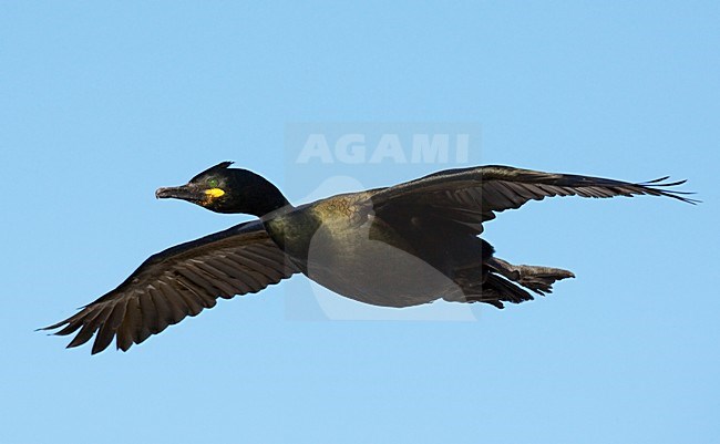 Volwassen Kuifaalscholver in de vlucht; Adult European Shag in flight stock-image by Agami/Markus Varesvuo,