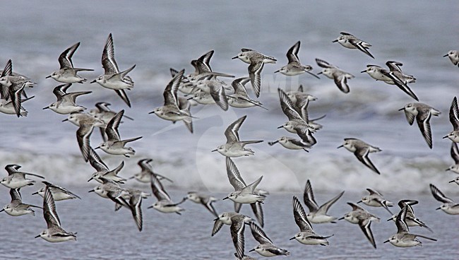 Drieteenstrandlopers in vlucht; Sanderlings in flight stock-image by Agami/Menno van Duijn,