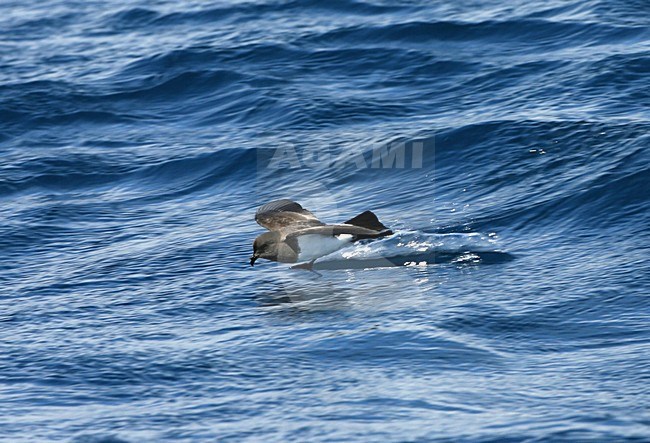 White-bellied Storm-petrel flying; Witbuikstormvogeltje vliegend stock-image by Agami/Marc Guyt,