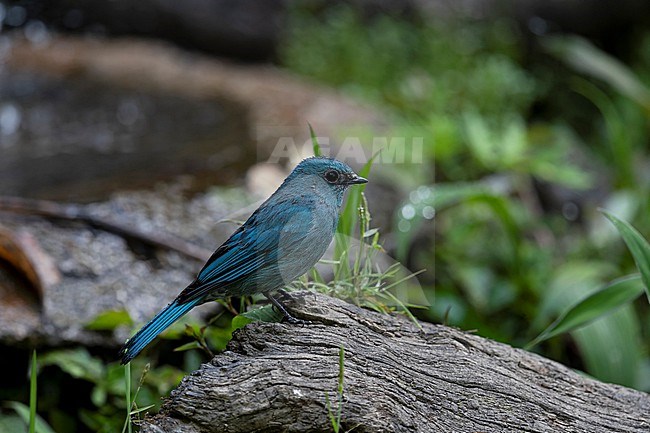 An adult male Verditer Flycatcher (Eumyias thalassinus sspa. thalassinus) perching on a trunk stock-image by Agami/Mathias Putze,