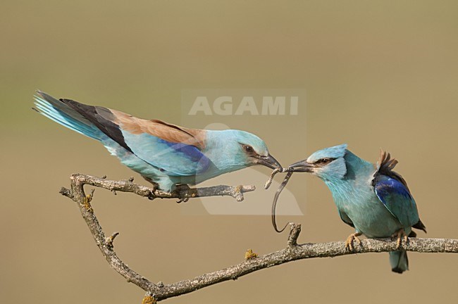 Scharrelaar slang gevend aan partner; European Roller handing over snake to partner stock-image by Agami/Bence Mate,