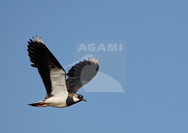 Kievit in vlucht, Northern Lapwing in flight stock-image by Agami/Markus Varesvuo,