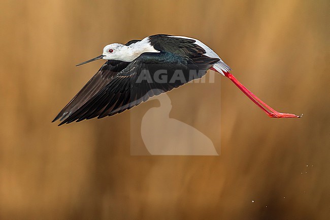 Black-winged Stilt (Himantopus himantopus) in Italy. stock-image by Agami/Daniele Occhiato,