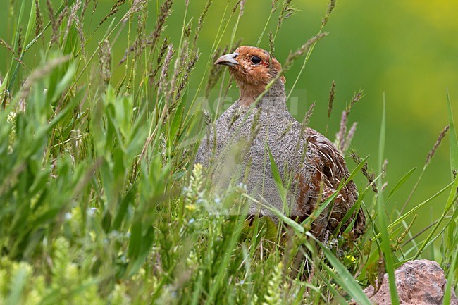 Patrijs, Grey Partridge stock-image by Agami/Daniele Occhiato,