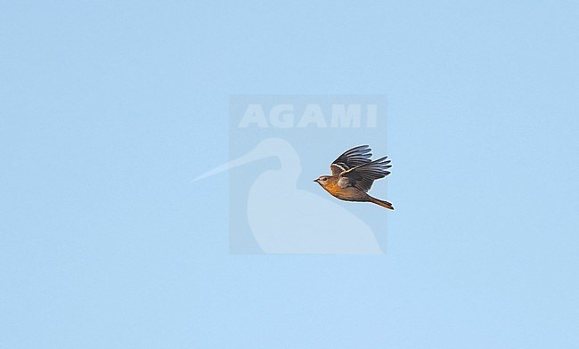 Baltimore oriole (Icterus galbula) migrating over Higbee Beach, Cape May, New Jersey in USA. stock-image by Agami/Helge Sorensen,