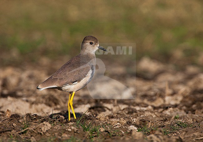  stock-image by Agami/Bas van den Boogaard,