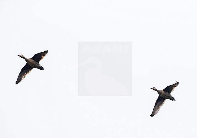 Red-billed Teal (Anas erythrorhyncha) in flight on Madagascar. stock-image by Agami/Marc Guyt,