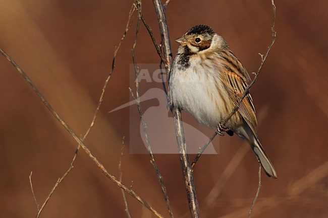 Mannetje Rietgors; Male Reed Bunting stock-image by Agami/Daniele Occhiato,
