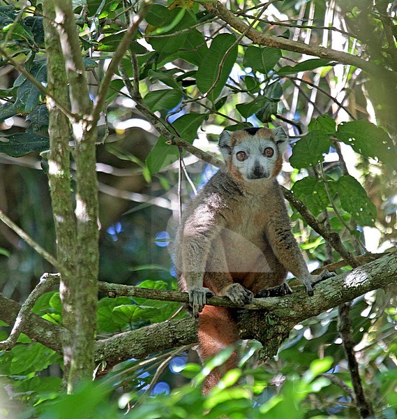 Crowned lemur (Eulemur coronatus) in its natural habitat on Madagascar. Perched high in canopy of a dry deciduous forest in the northern tip of Madagascar. stock-image by Agami/Pete Morris,