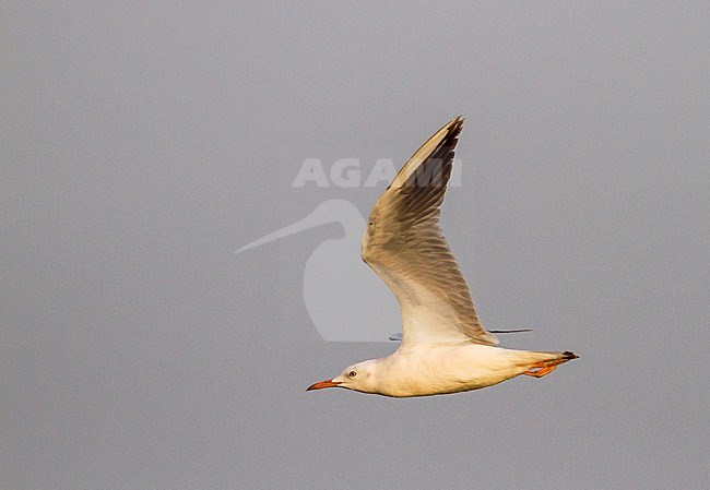 Slender-billed Gull - Dünnschnabelmöwe - Larus genei, Oman, 1st Winter stock-image by Agami/Ralph Martin,