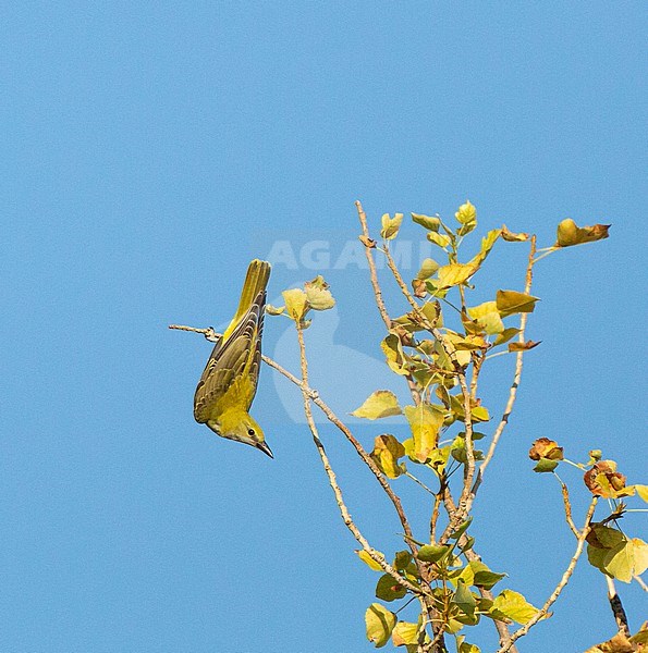 First winter Golden Oriole (Oriolus oriolus) hanging in poplar tree in Valencia province, Spain. stock-image by Agami/Edwin Winkel,