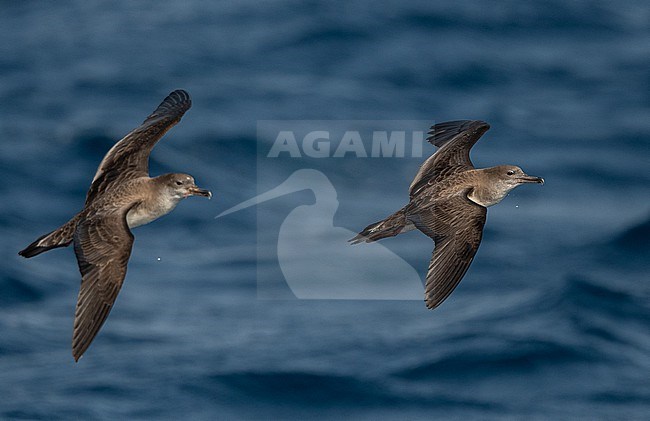 Cape Verde Shearwater (Calonectris edwardsii) is an endemic breeding bird. A recent split and part of the 'cory shearwater complex'  with Cory's and Scopoli's Shearwater. stock-image by Agami/Eduard Sangster,