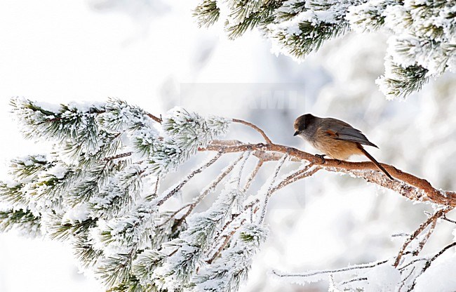 Taigagaai zittend op een besneeuwde boom; Siberian Jay perched on a snow covered tree stock-image by Agami/Marc Guyt,