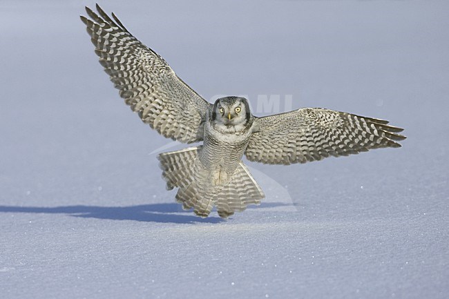 Sperweruil jagend laag over besneeuwde grond; Northern Hawk-Owl hunting low over snowy ground stock-image by Agami/Jari Peltomäki,