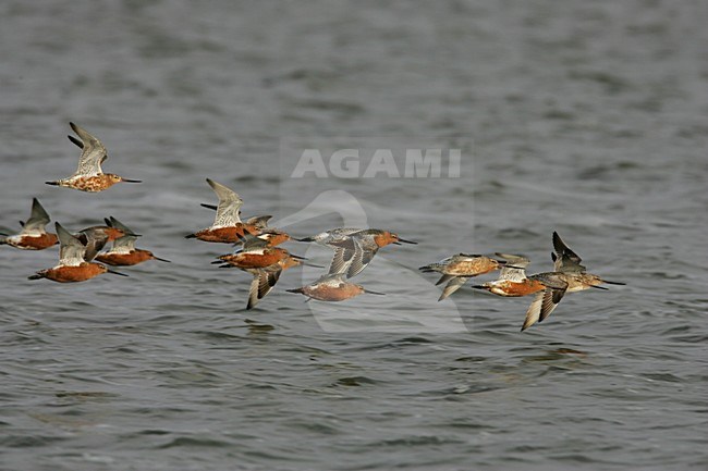 Bar-tailed Godwit flock flying; Rosse Grutto groep vliegend stock-image by Agami/Arie Ouwerkerk,